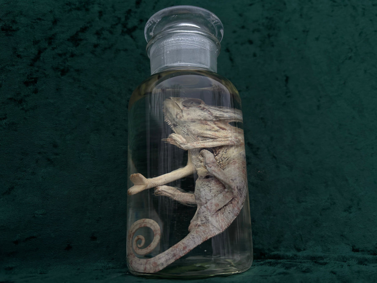 Chameleon Wet Specimen