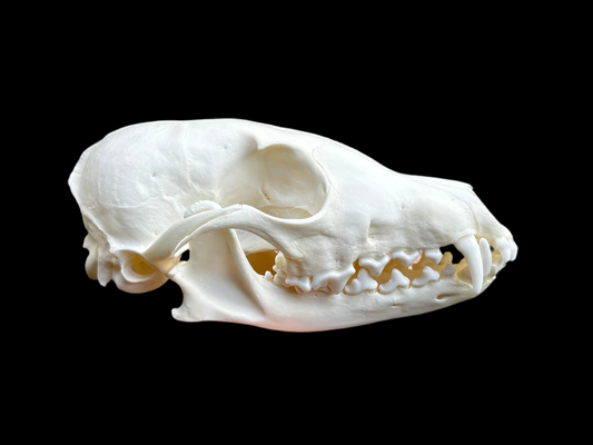 Arctic Fox Skull