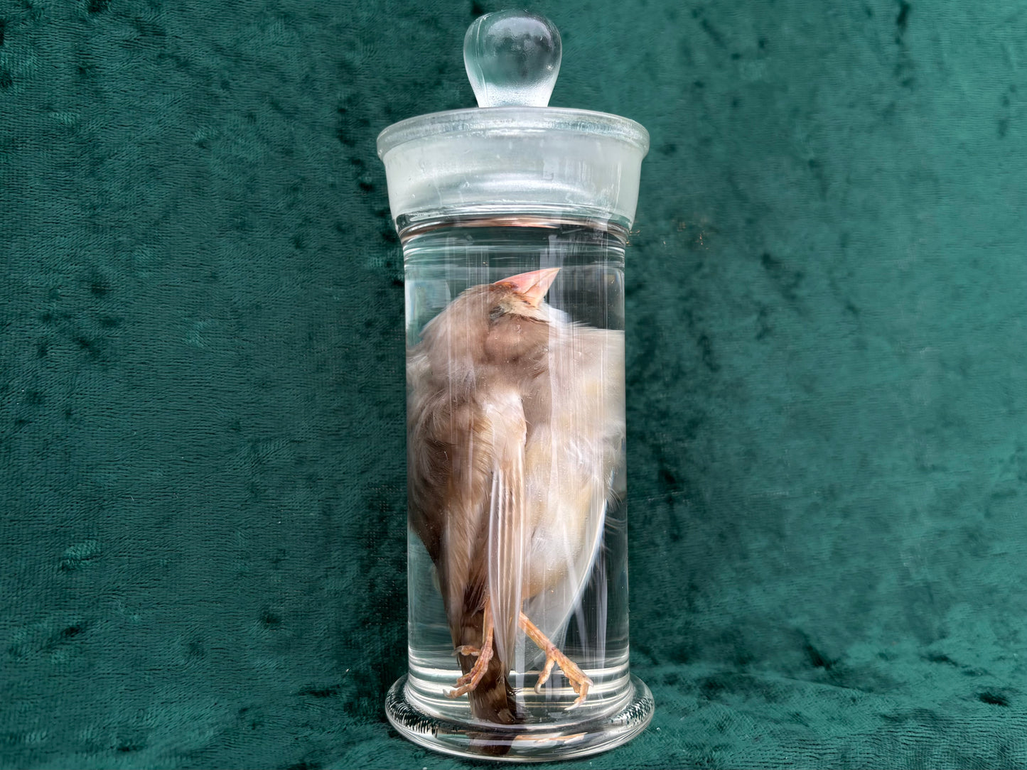 Bird Wet Specimen
