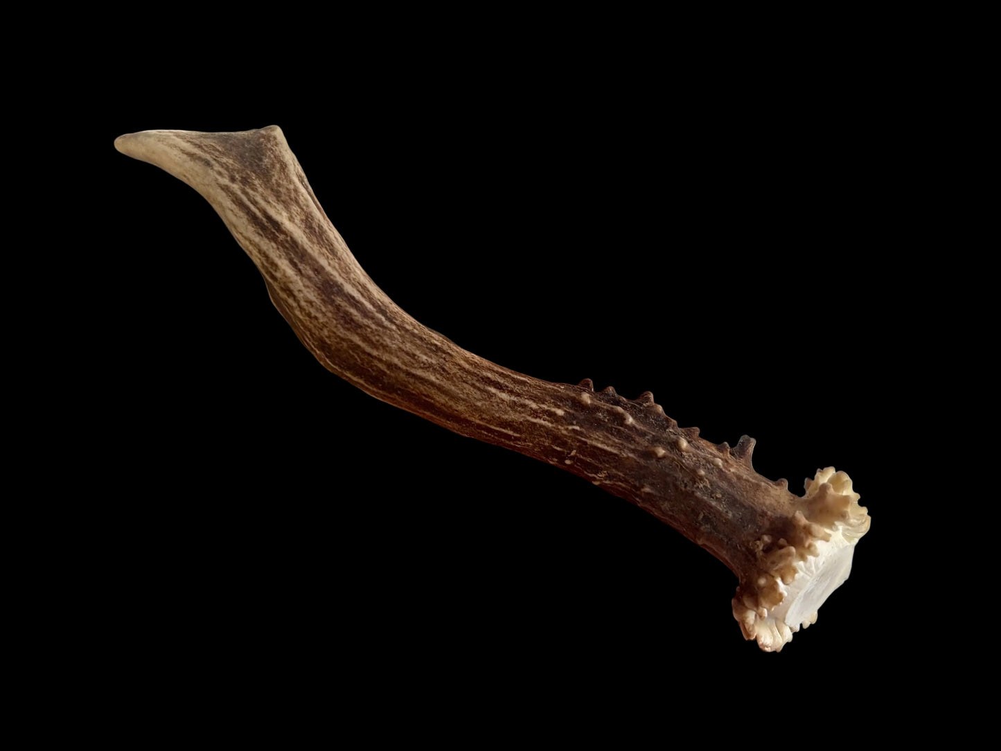 Roe Deer Antler - Small