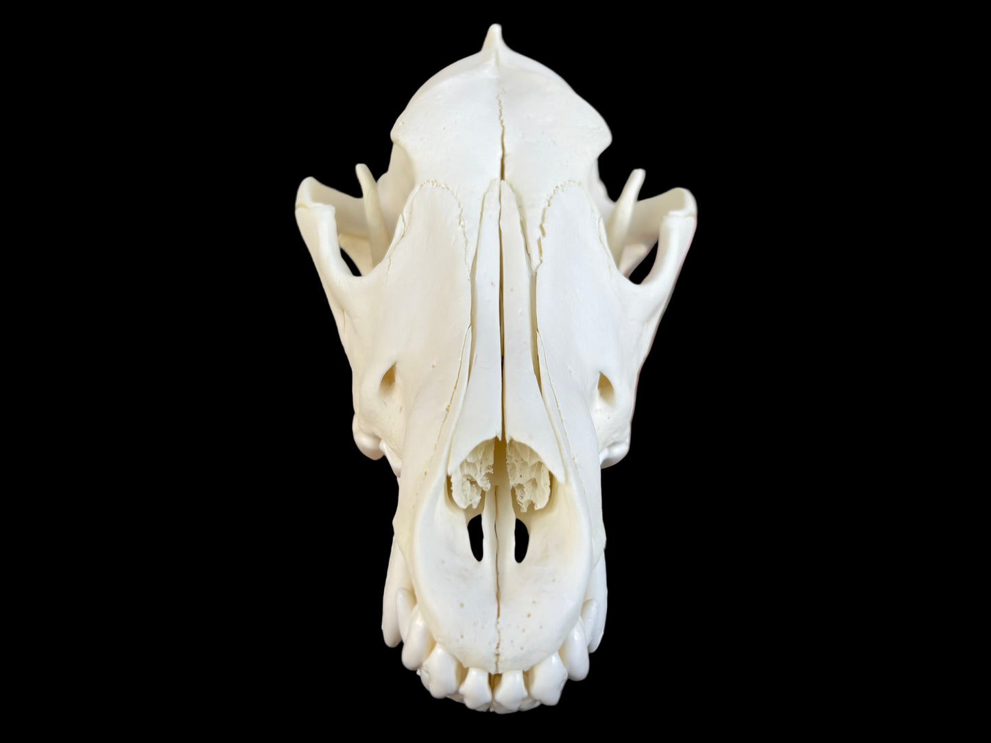 Grey Wolf Skull (B Grade)