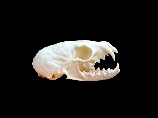 Pine Marten Skull
