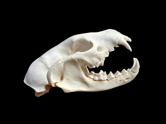 Fisher Skull - Male