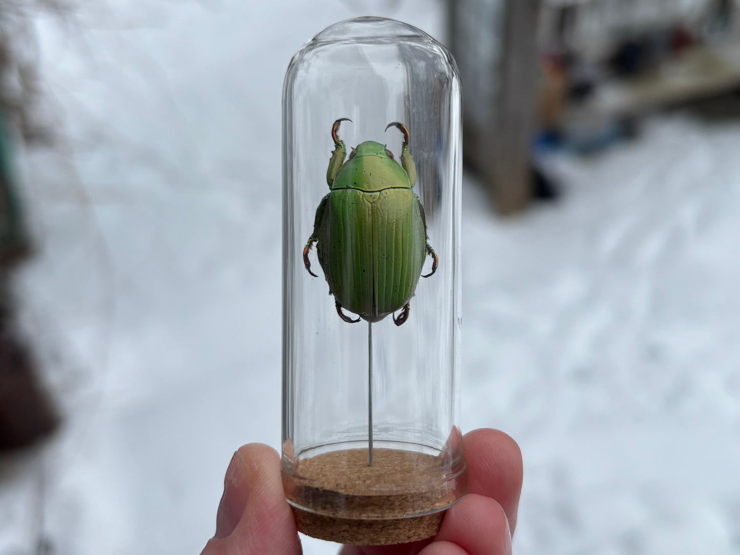 Jewel Scarab