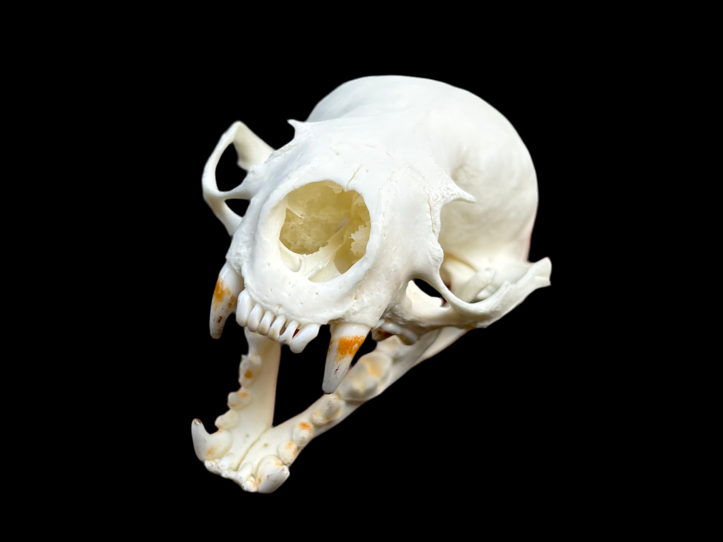 River Otter Skull