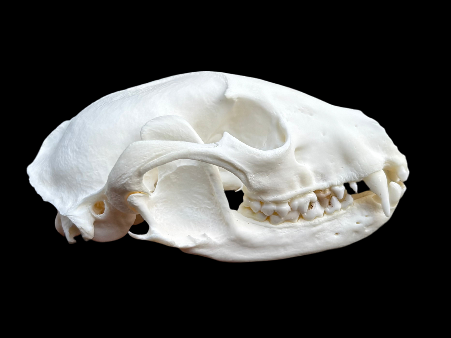 Raccoon Skull