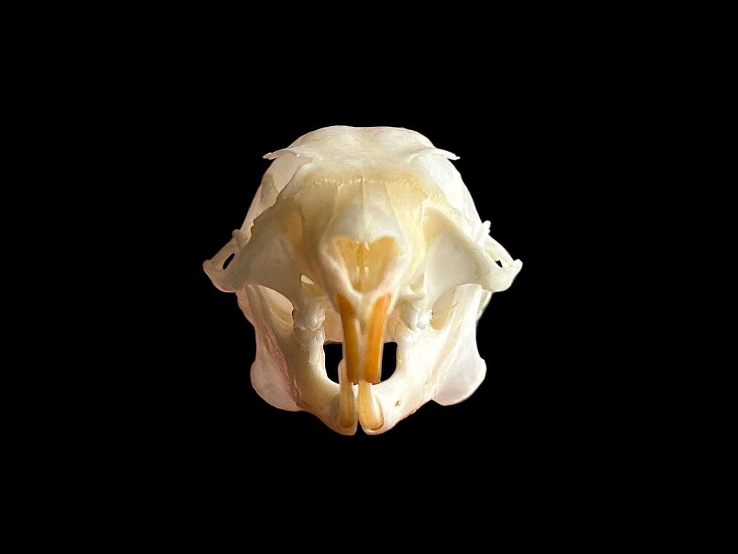 Flying Squirrel Skull