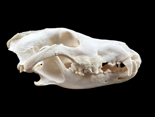 Grey Wolf Skull - Geriatric