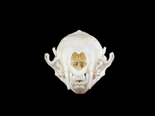 American Mink Skull