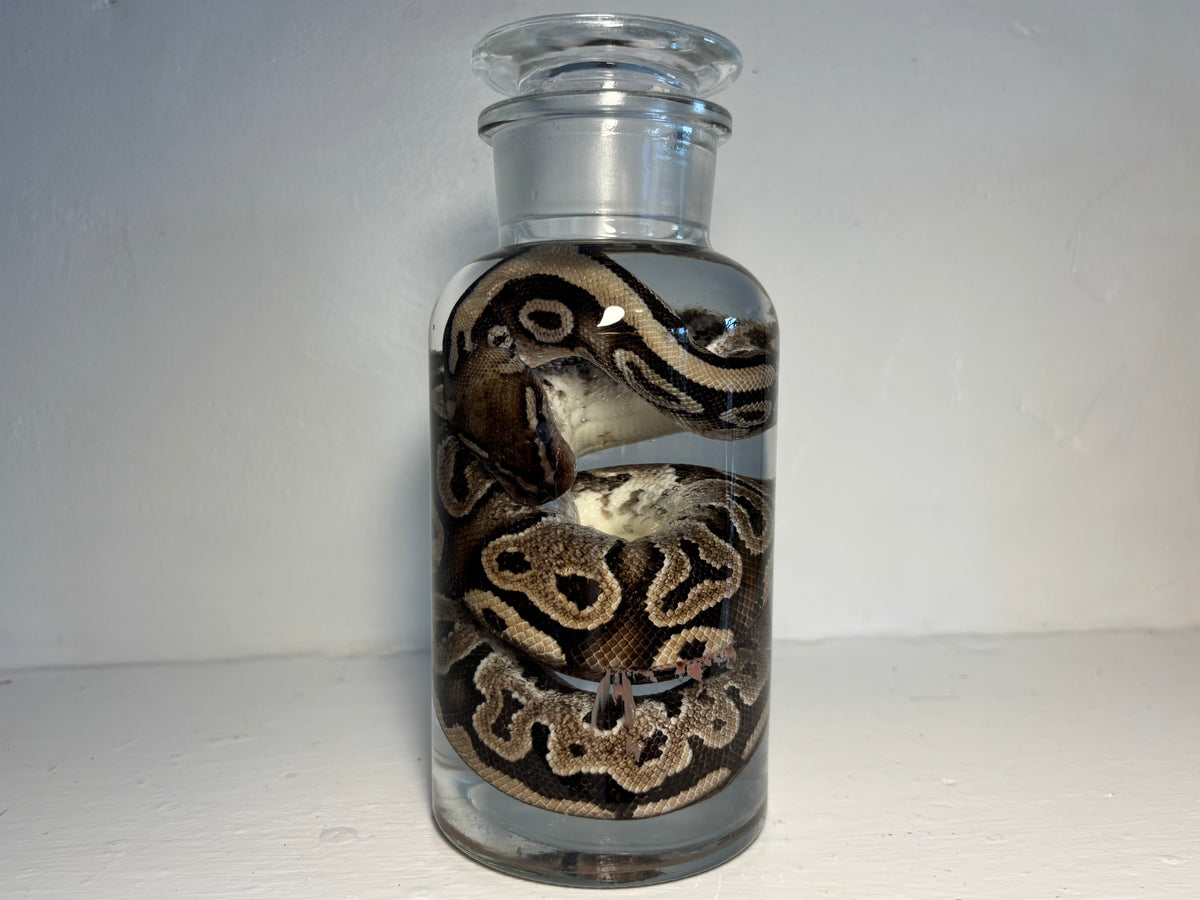 Ball Python Wet Specimen