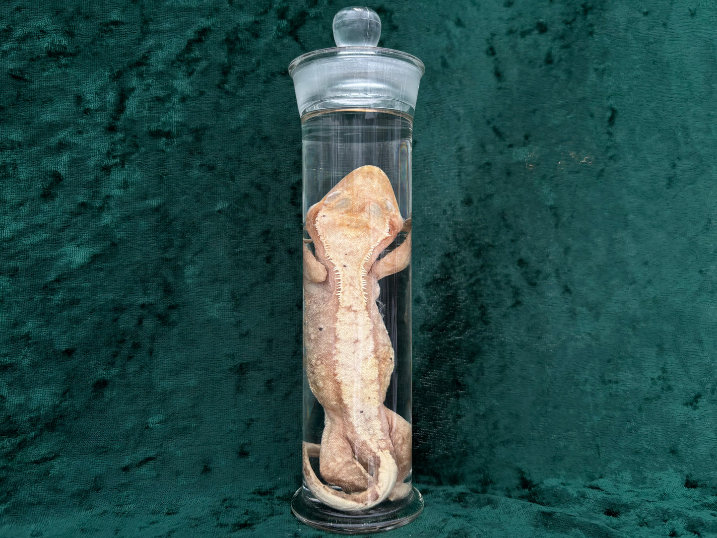Crested Gecko Wet Specimen