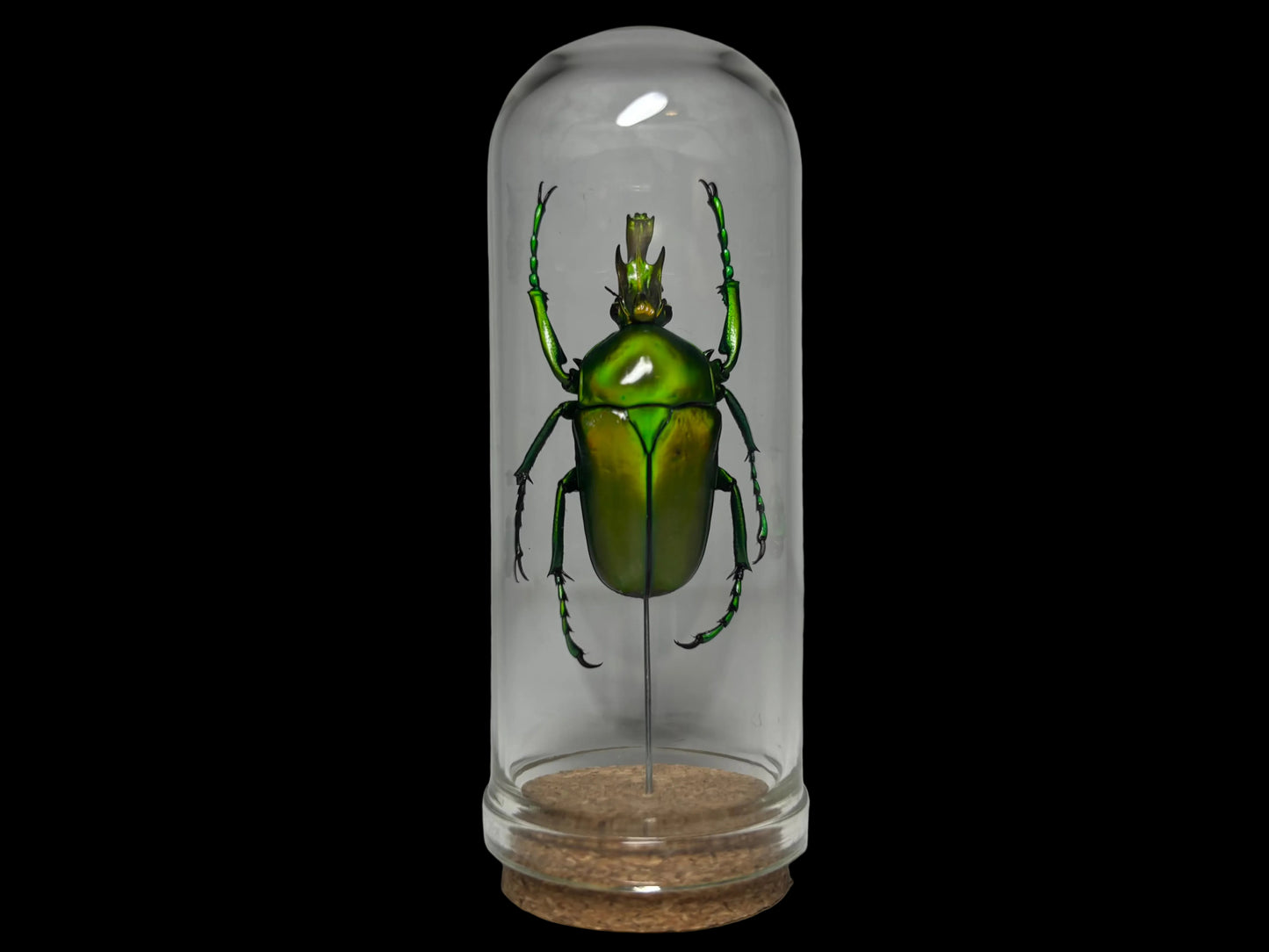 Flower Beetle