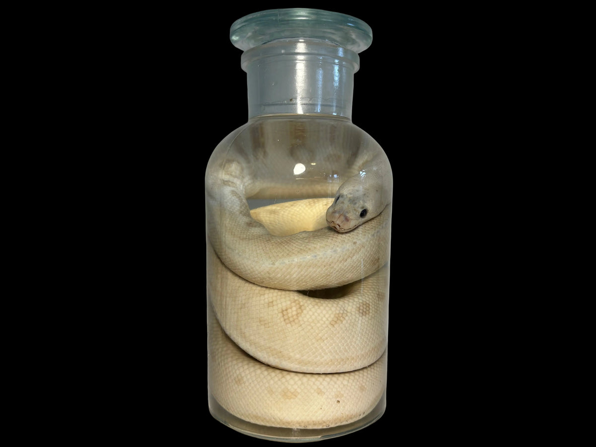 Ball Python Wet Specimen