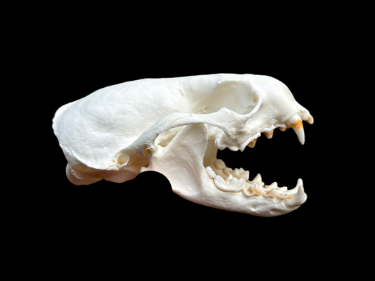 Northern River Otter Skull