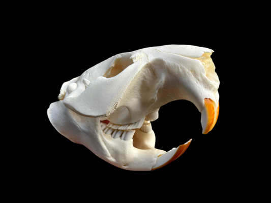 North American Beaver Skull