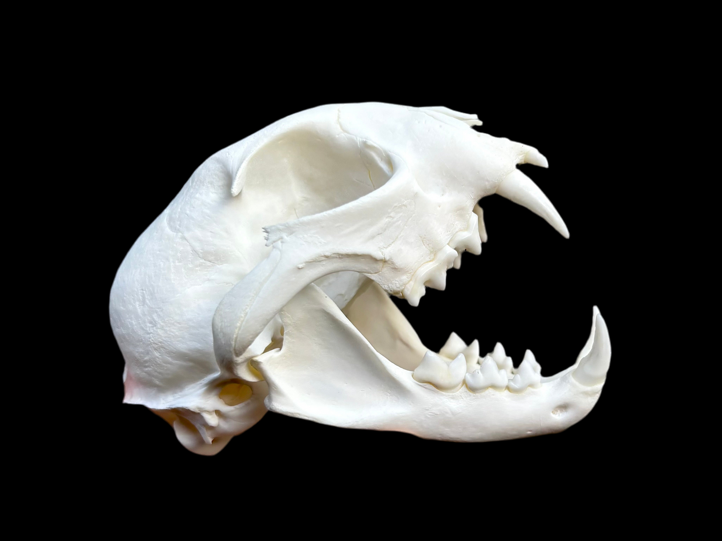 Canadian Lynx Skull