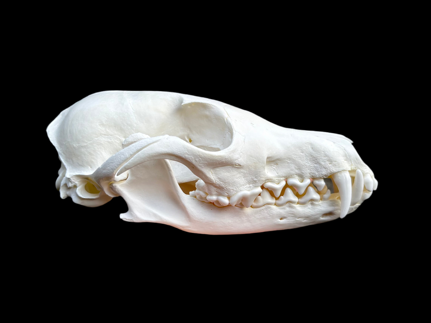 Red Fox Skull