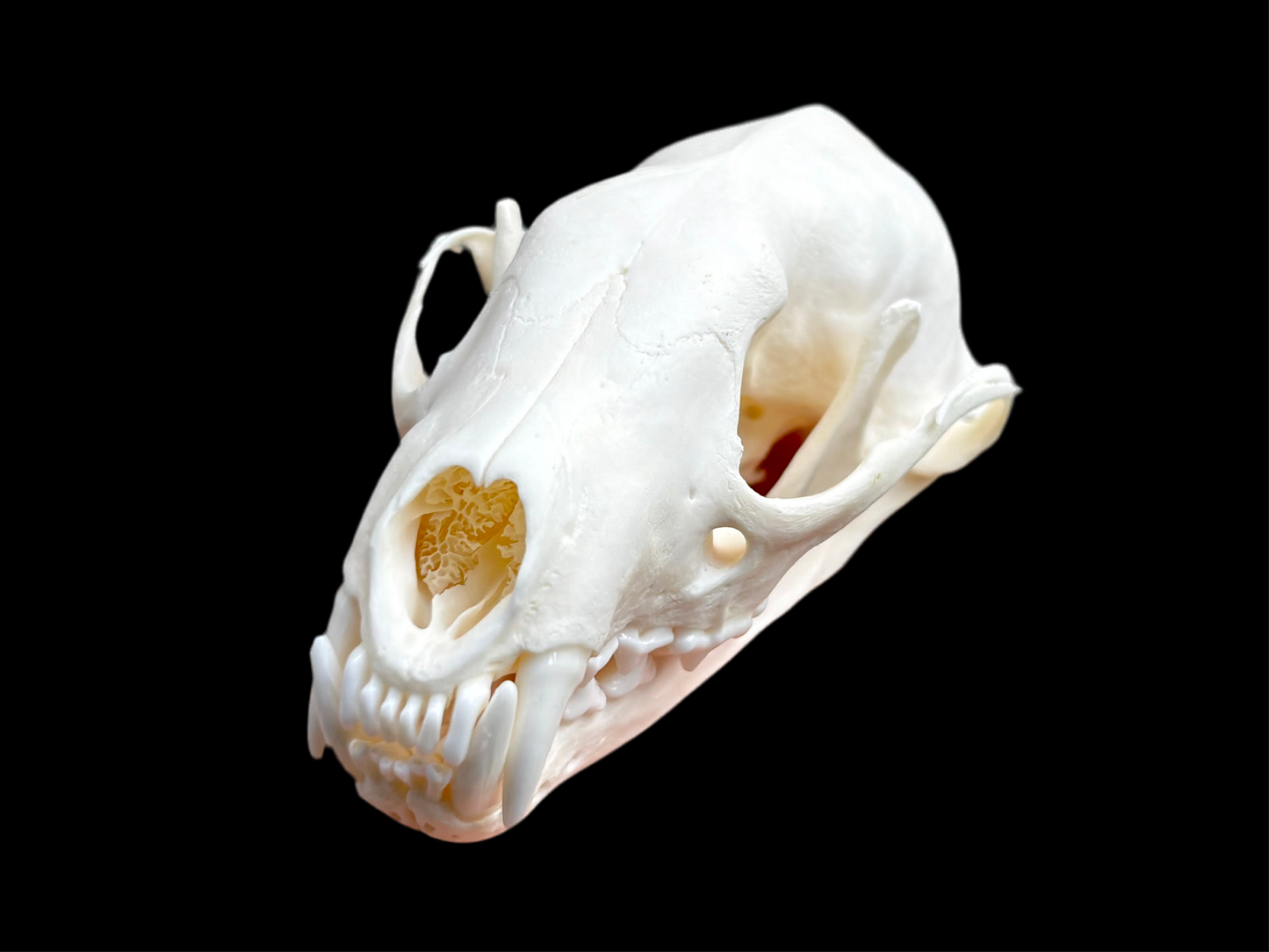 Fisher Skull - Male
