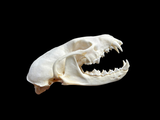 Fisher Skull - Female