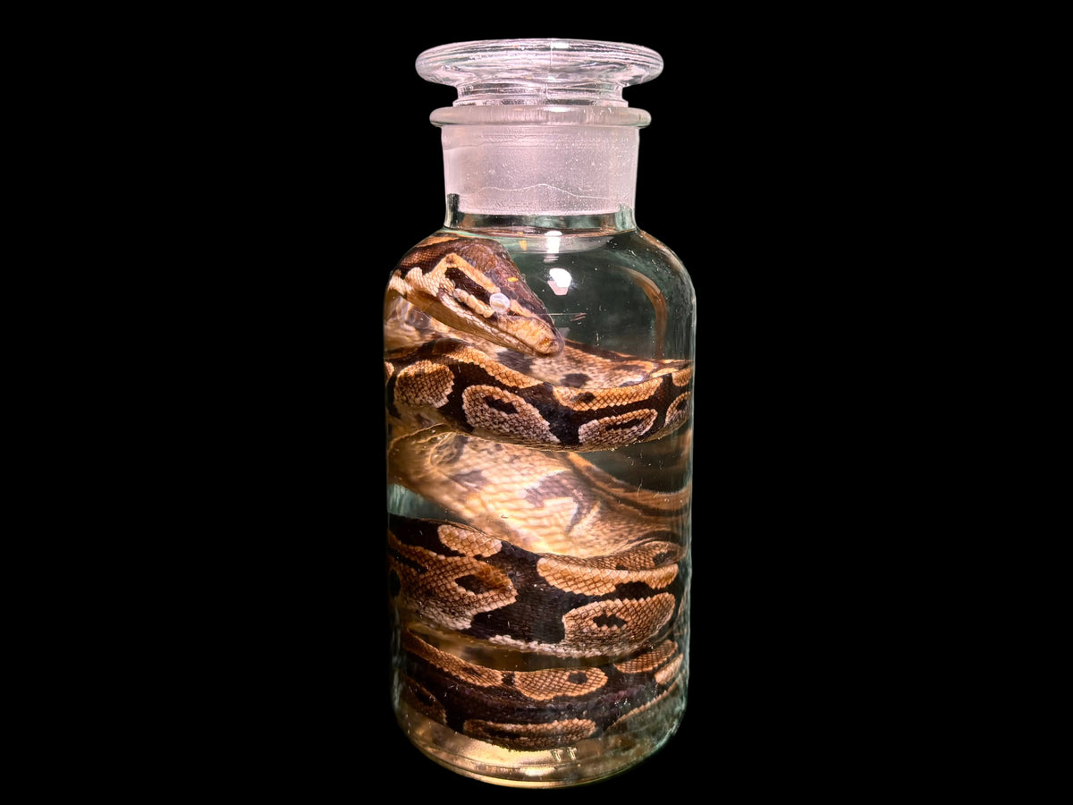 Ball Python Wet Specimen