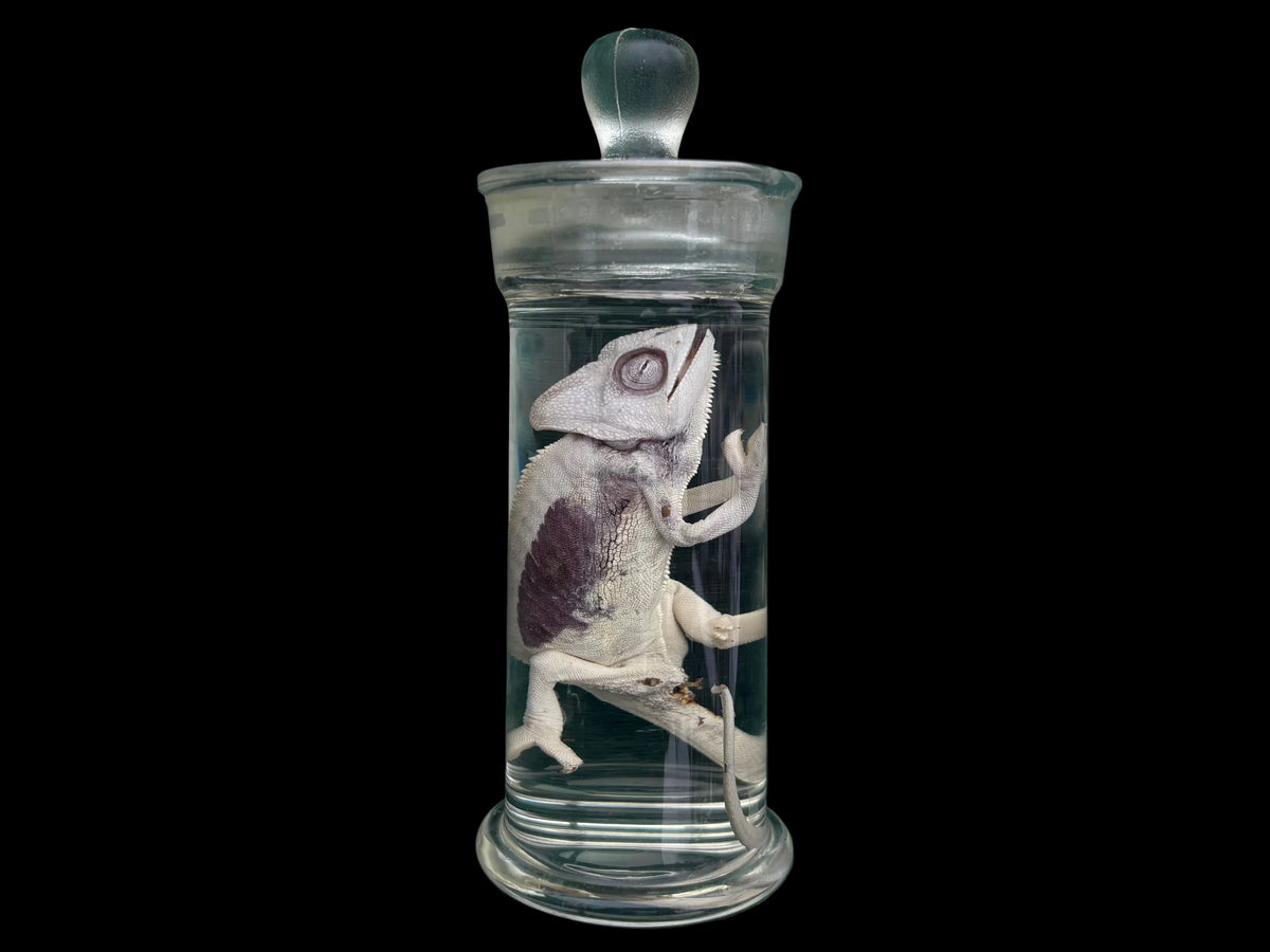 Chameleon Wet Specimen