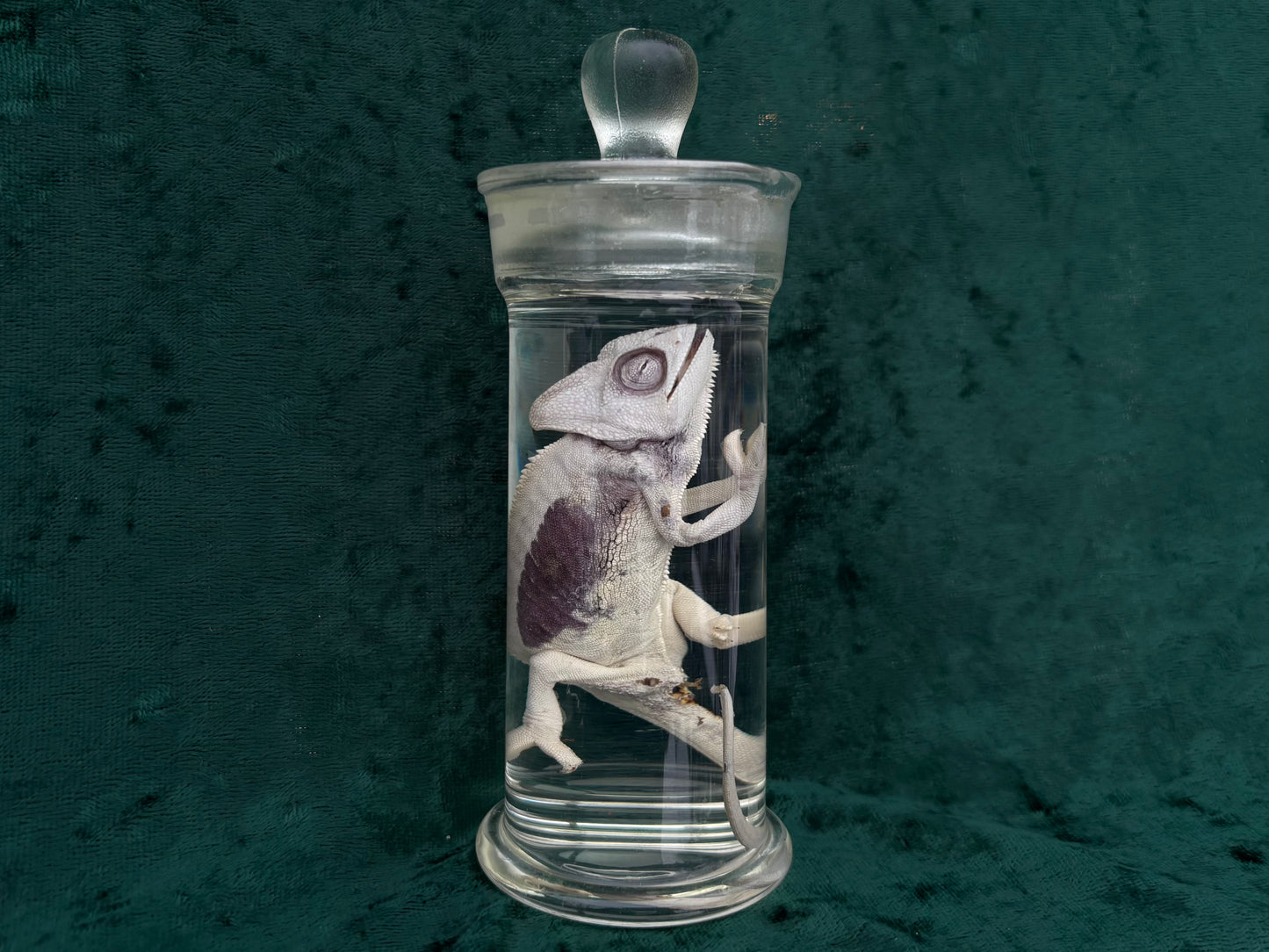 Chameleon Wet Specimen