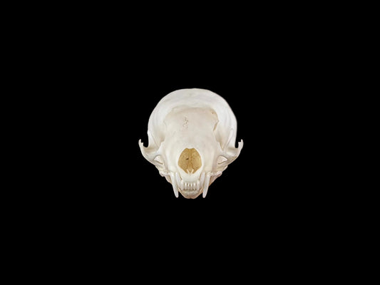 Least Weasel Skull