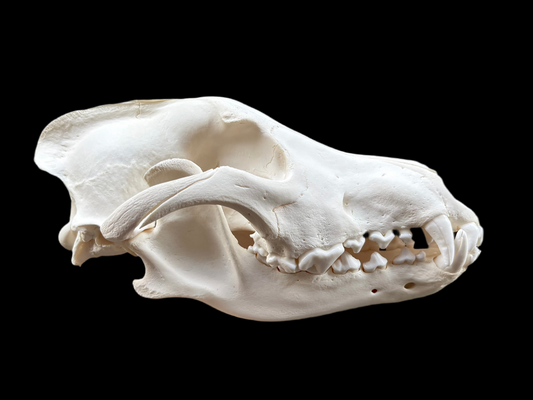 Grey Wolf Skull