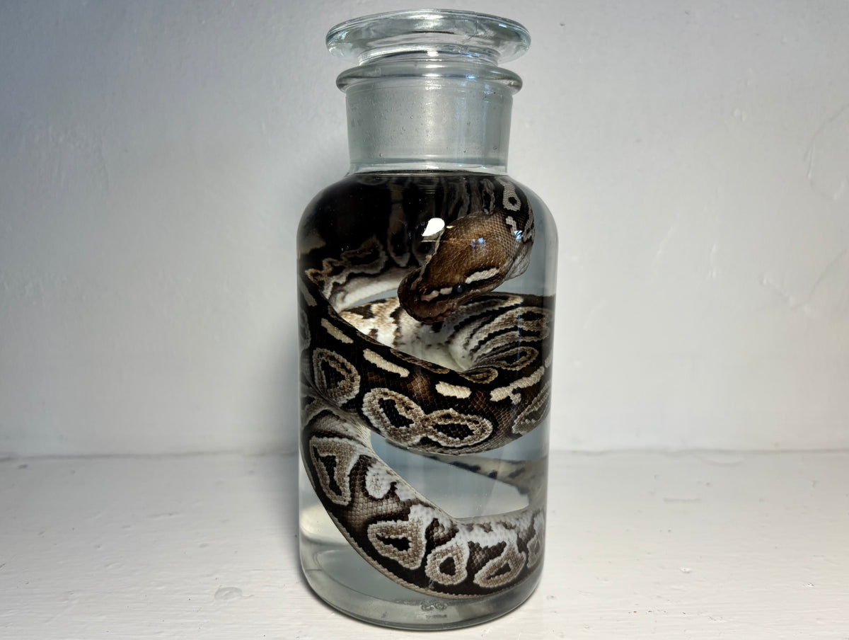 Ball Python Wet Specimen