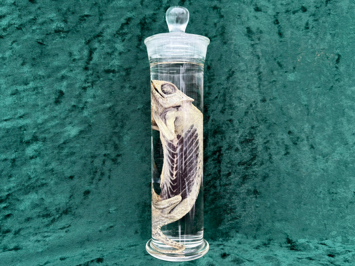 Chameleon Wet Specimen