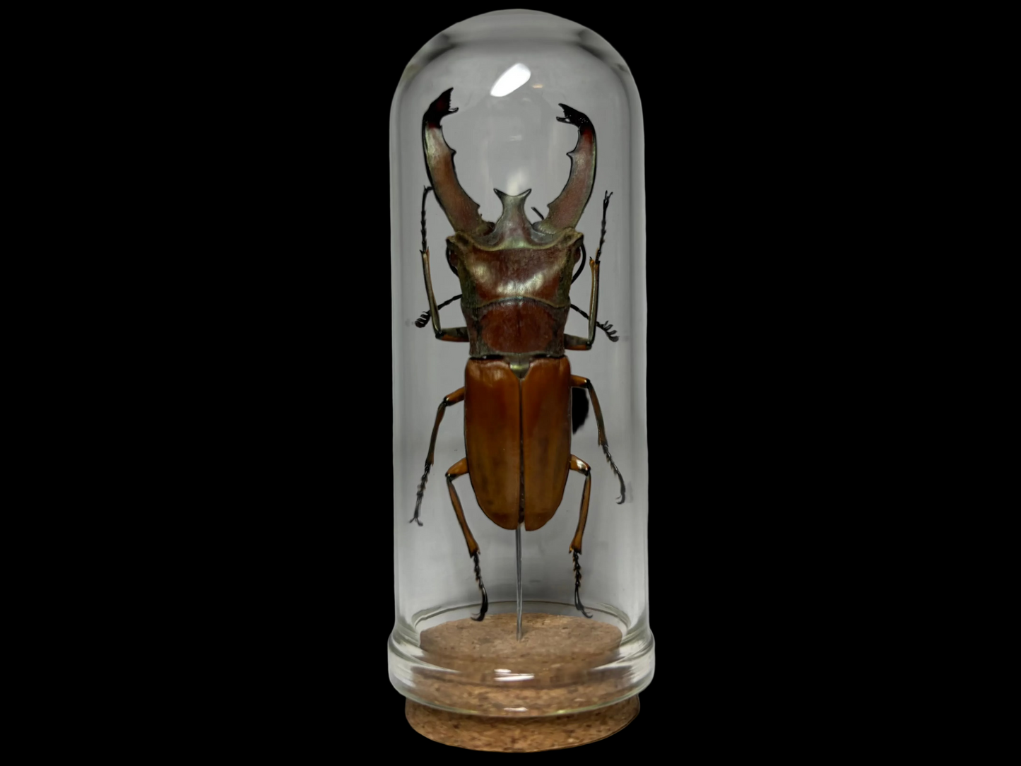 Stag Beetle