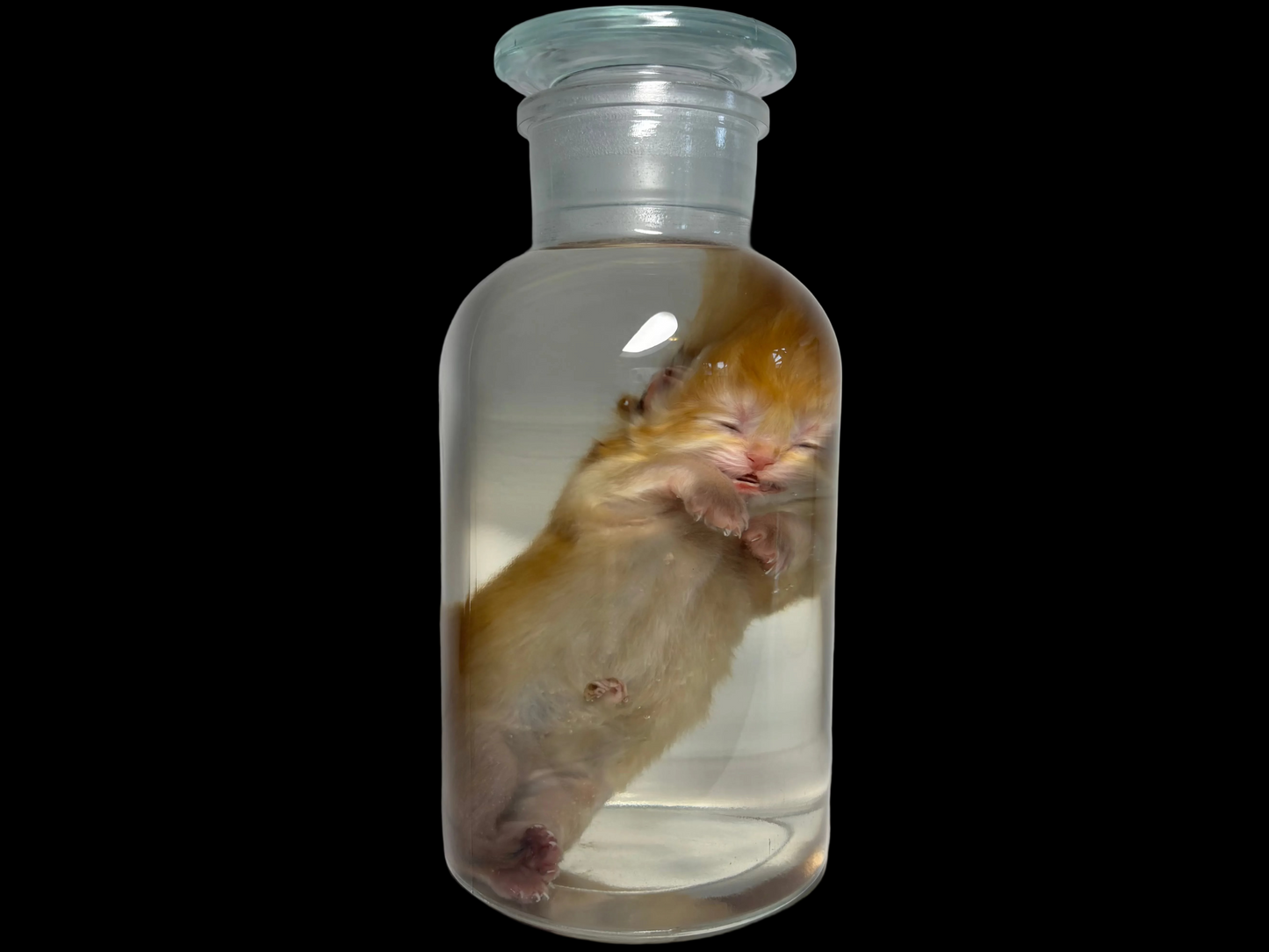 Fetal Kitten Wet Specimen