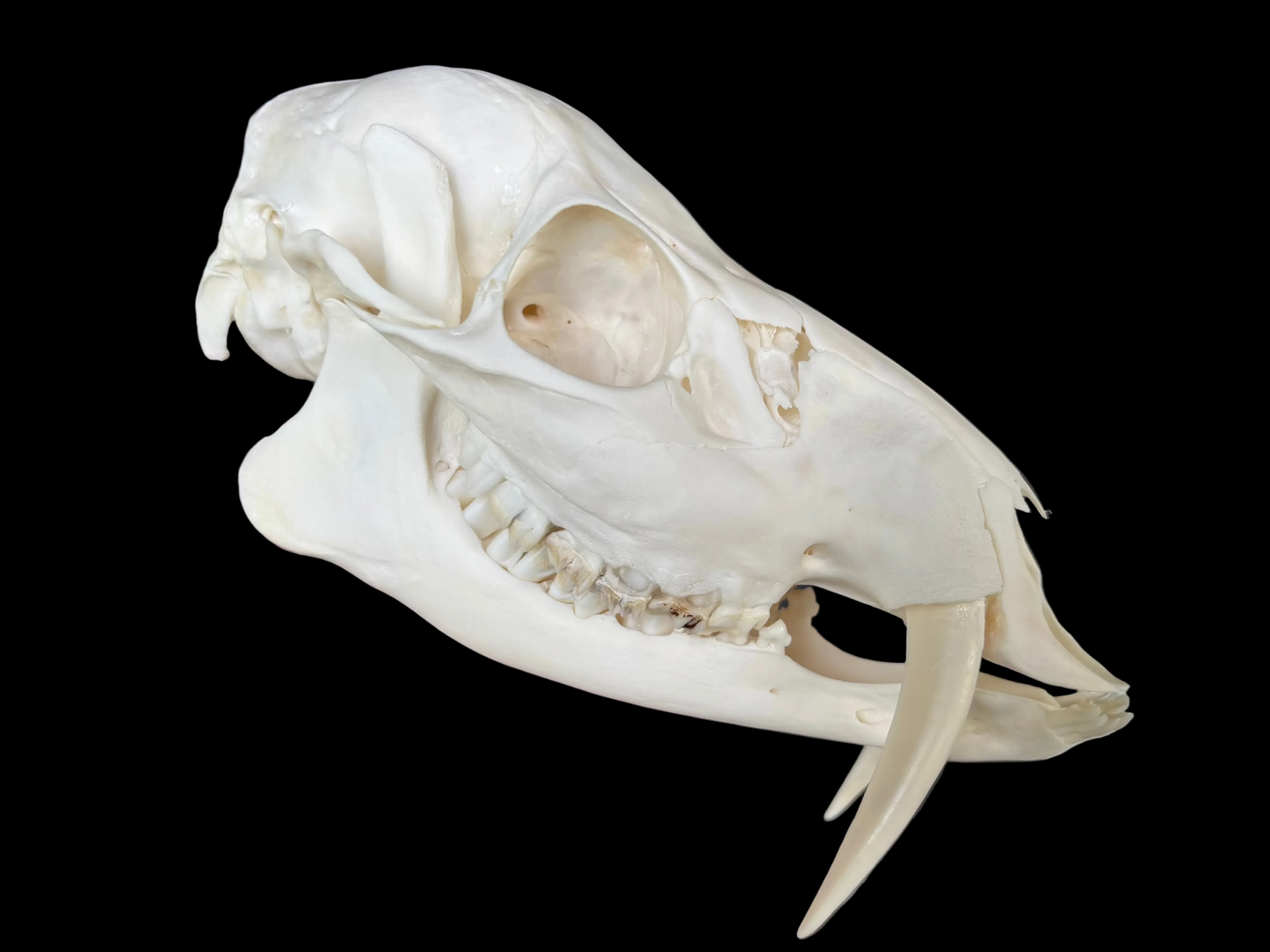 Chinese Water Deer Skull