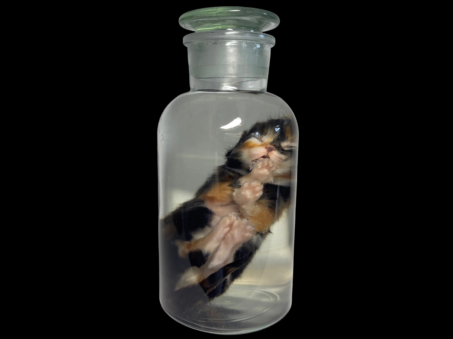 Fetal Kitten Wet Specimen