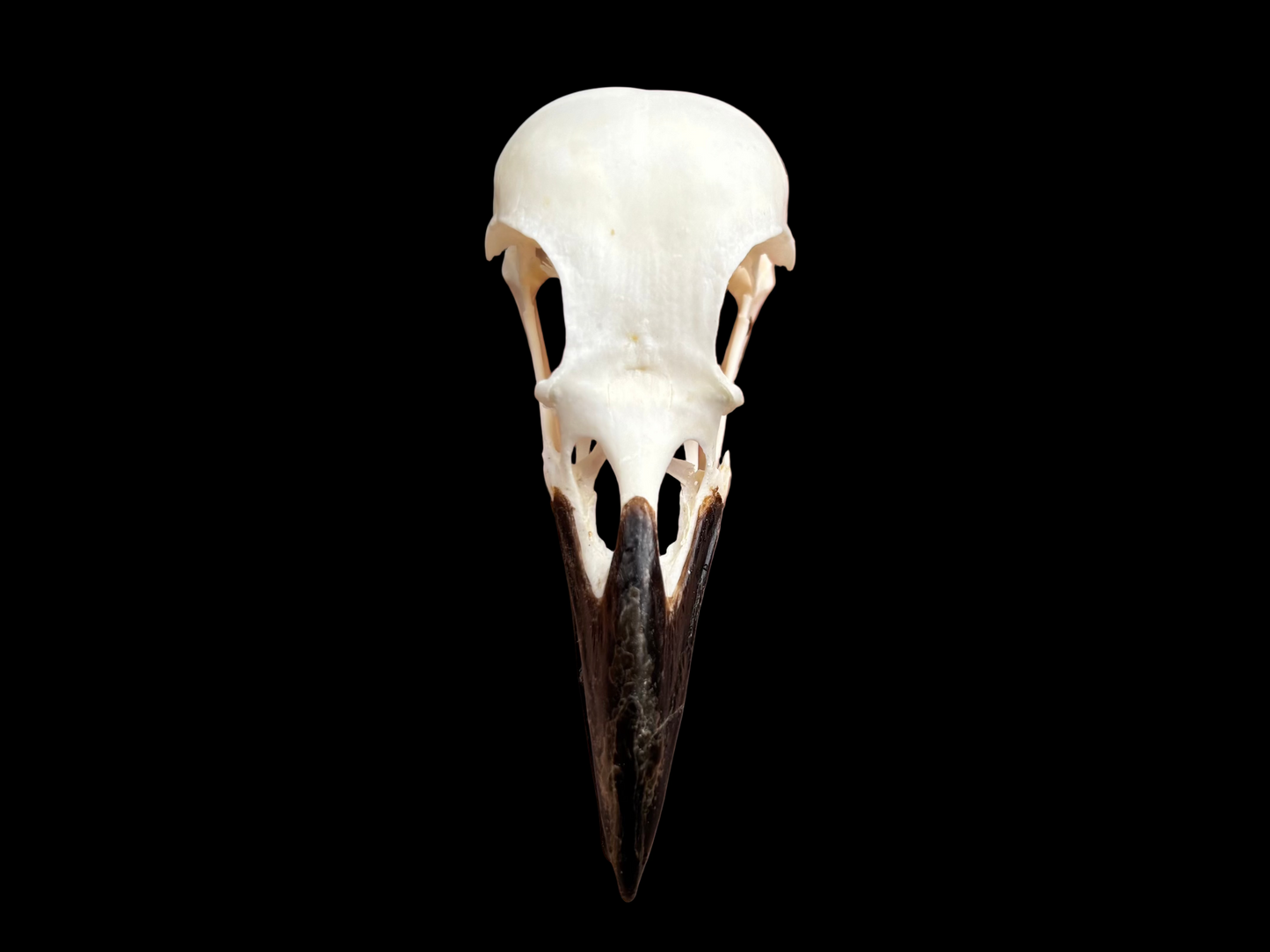 Carrion Crow Skull