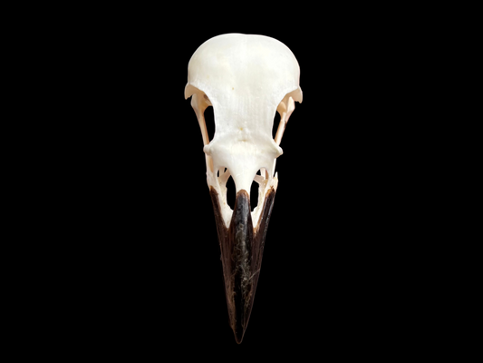 Carrion Crow Skull