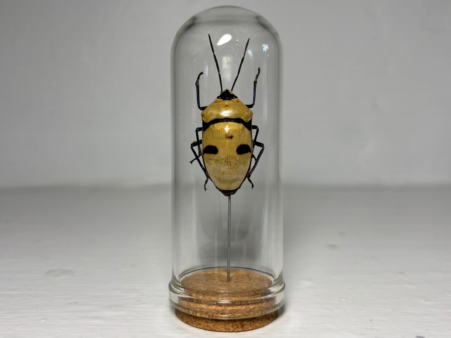 Death’s Head Bug