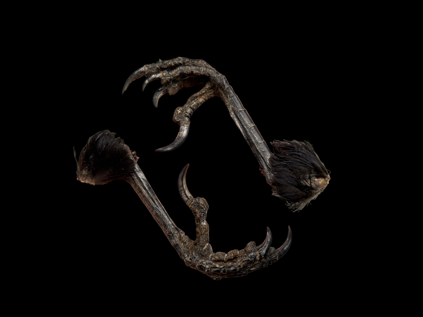 Carrion Crow Claws (2)