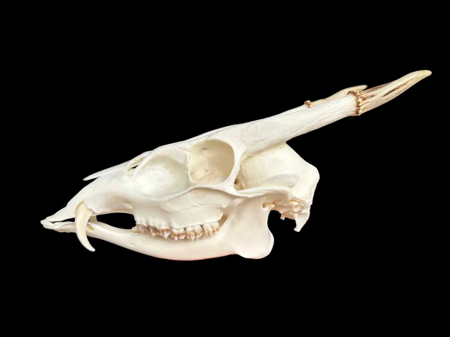 Muntjac Skull
