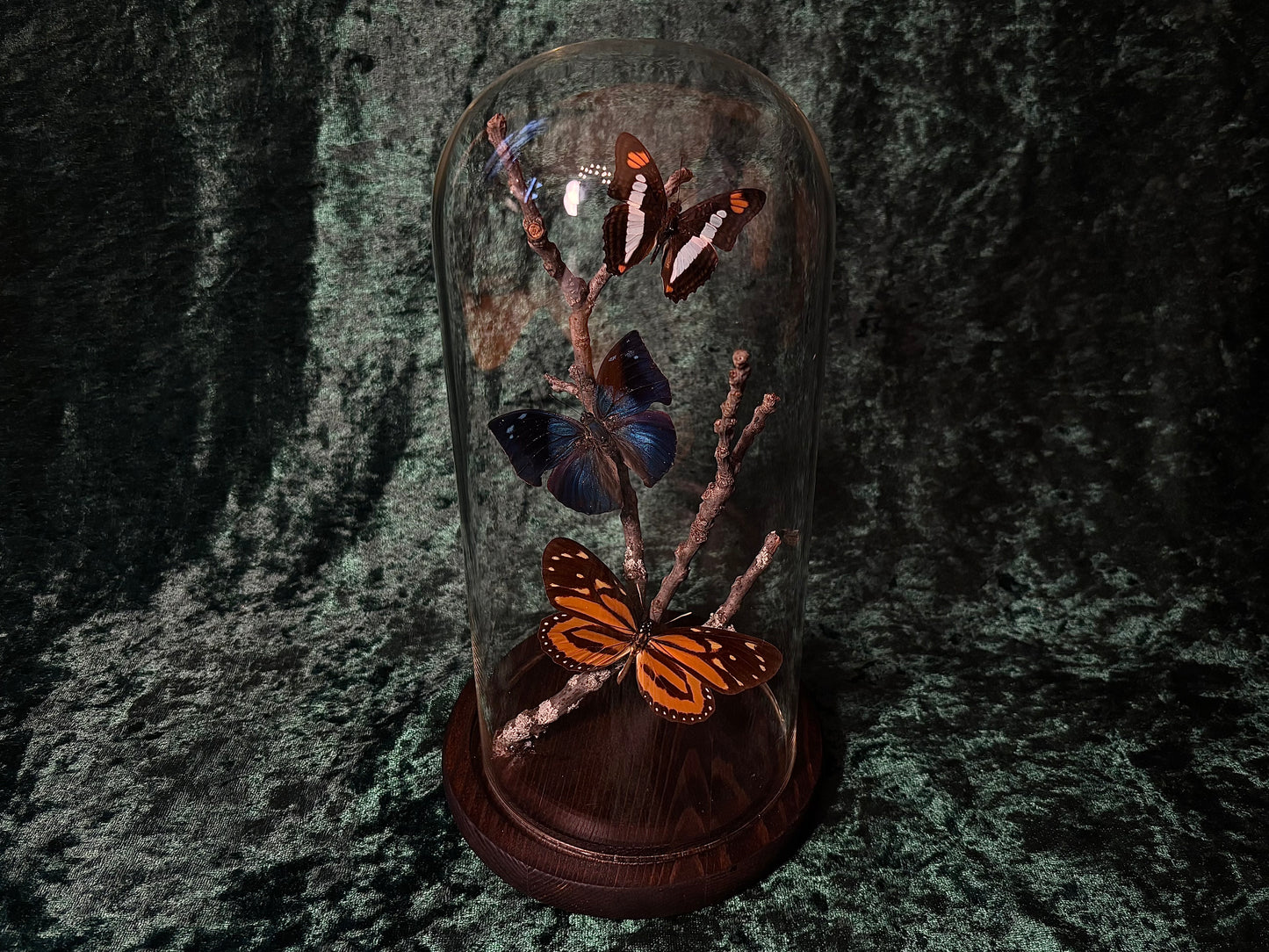 Butterfly Dome Display