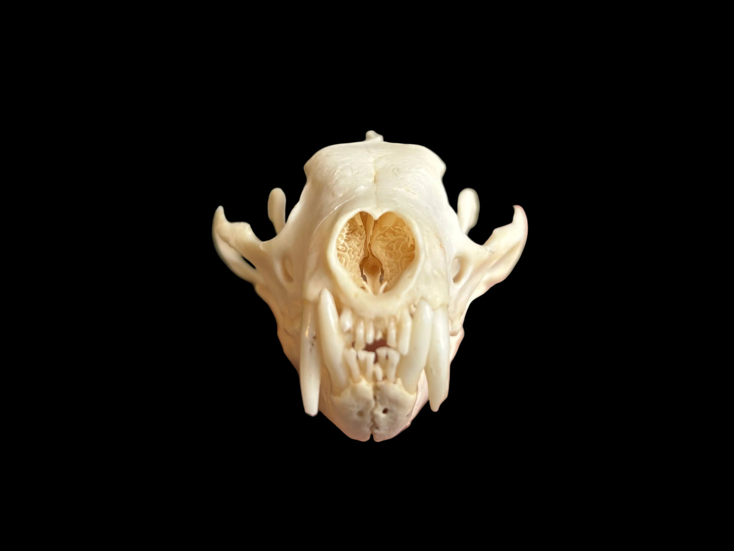 Fisher Skull - Male