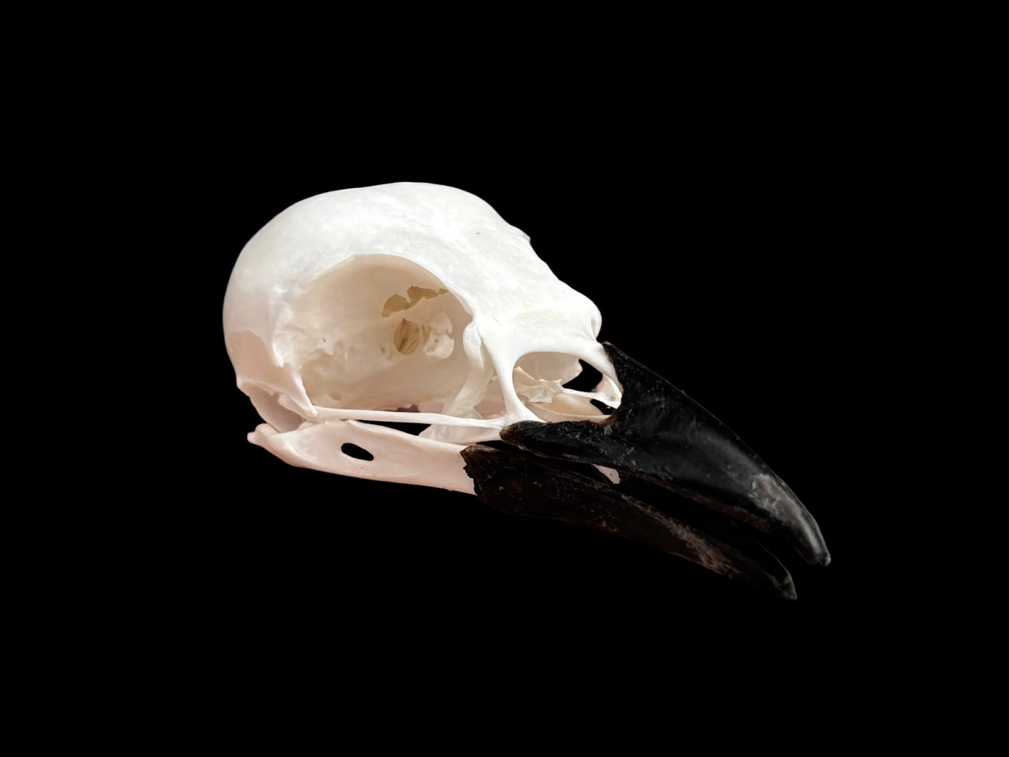 Eurasian Magpie Skull