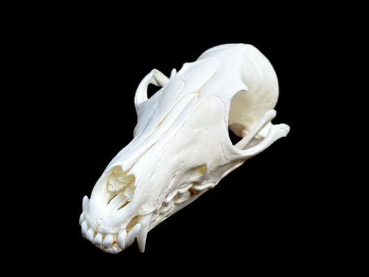 Red Fox Skull