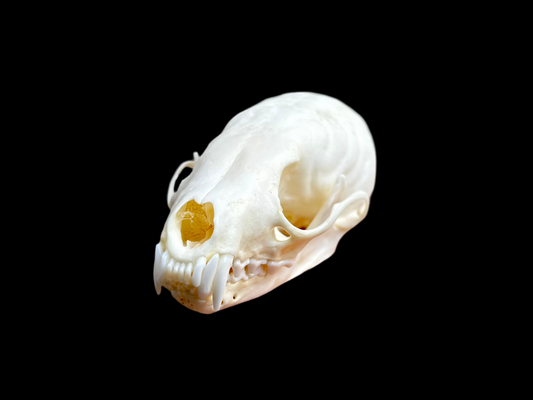 Pine Marten Skull
