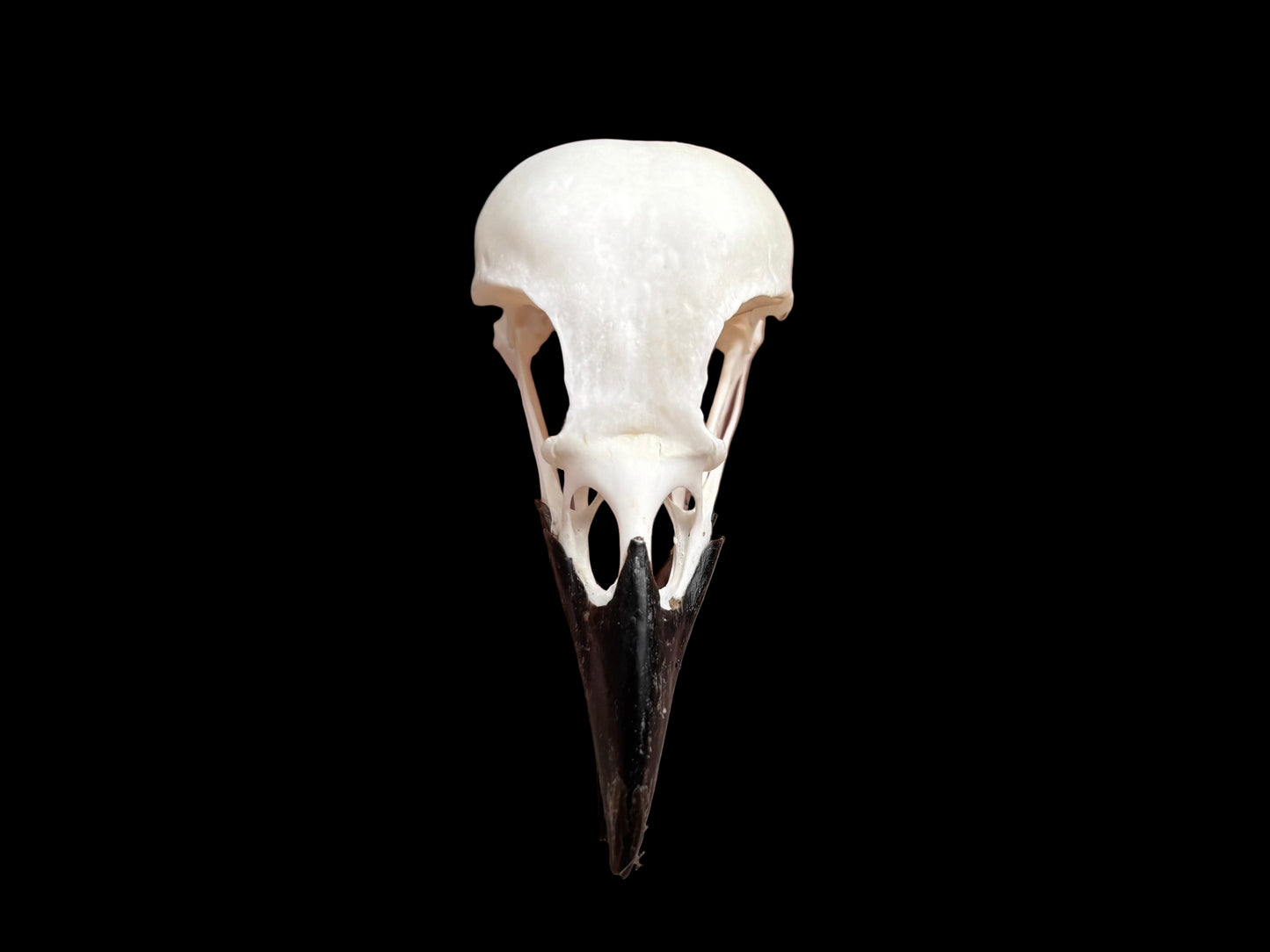 Eurasian Magpie Skull