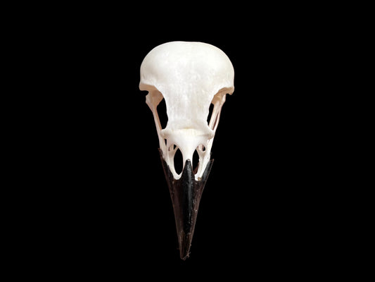 Eurasian Magpie Skull