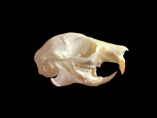 Flying Squirrel Skull