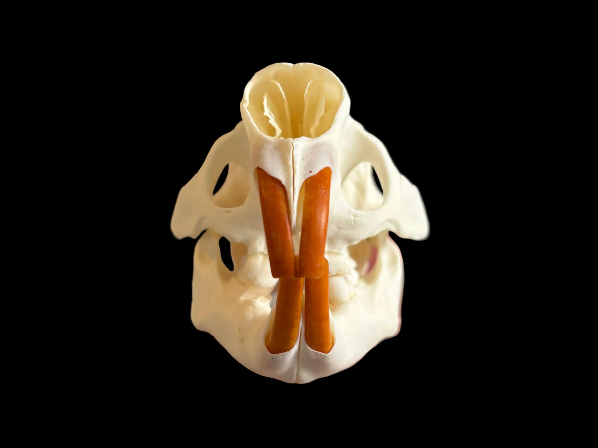 North American Porcupine Skull