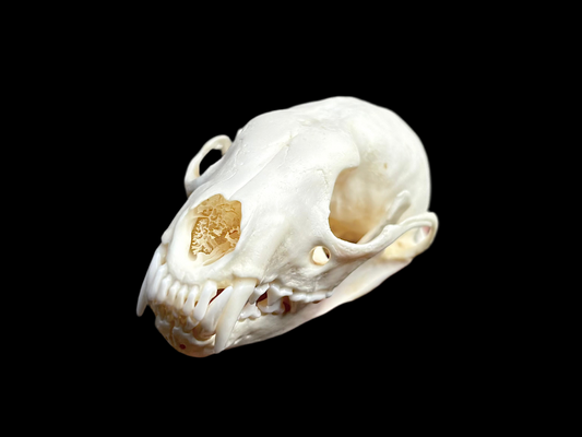 Fisher Skull - Female