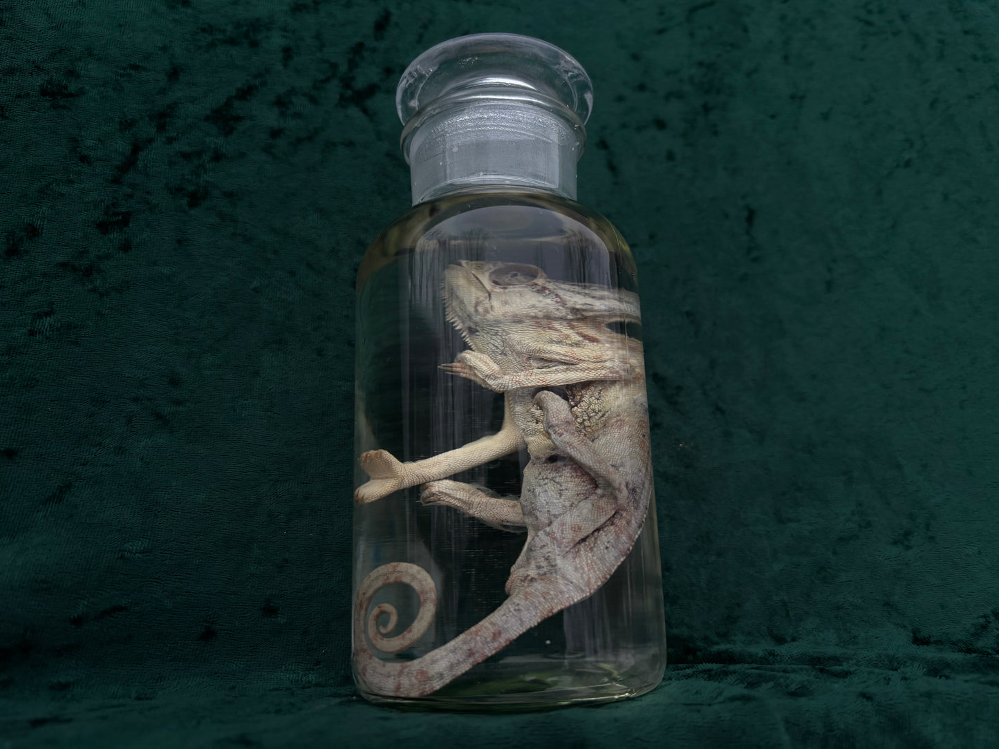 Chameleon Wet Specimen